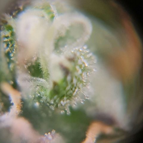 Auto Super Skunk #1 growlog timeline photo