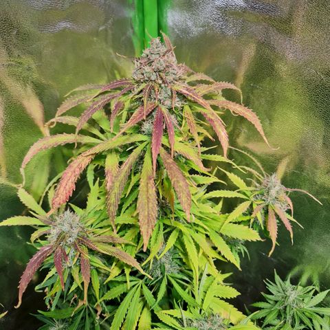 Auto Super Skunk #1 growlog timeline photo