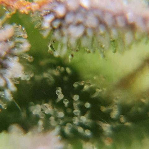 Auto Purple  #2 growlog timeline photo