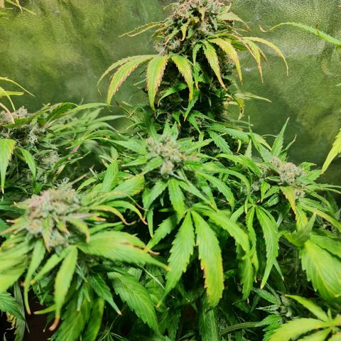 Auto Purple  #2 growlog timeline photo