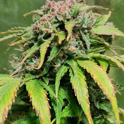 Auto Purple  #2 growlog timeline photo