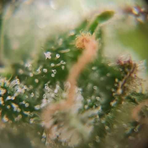 Auto Purple  #2 growlog timeline photo