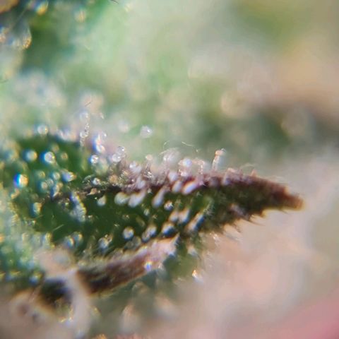 Auto Critical #2 growlog timeline photo