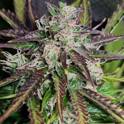 Auto Critical #2 growlog timeline photo