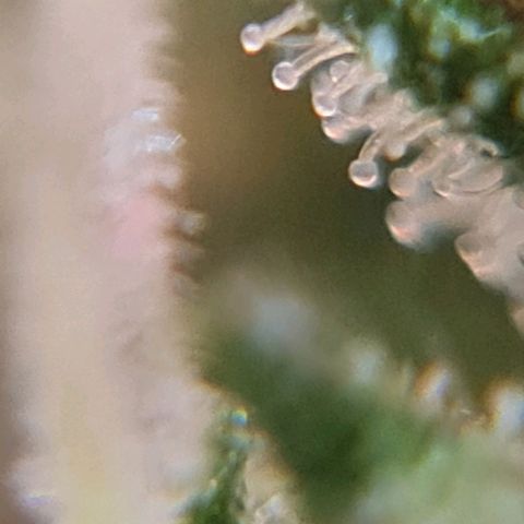 Auto Critical #2 growlog timeline photo