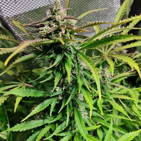 Auto Critical #2 growlog timeline photo