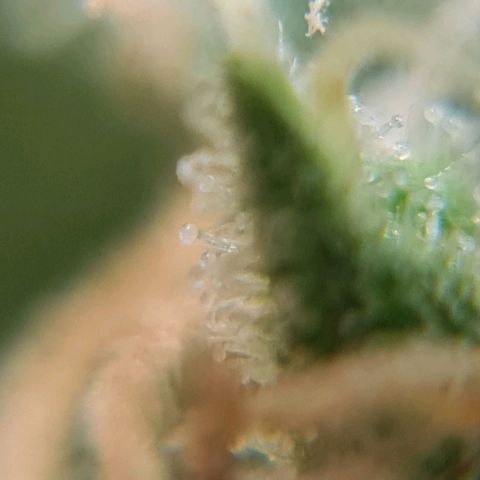 Auto Purple  #1 growlog timeline photo