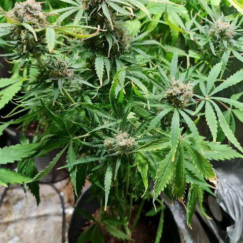 Auto Purple  #1 growlog timeline photo