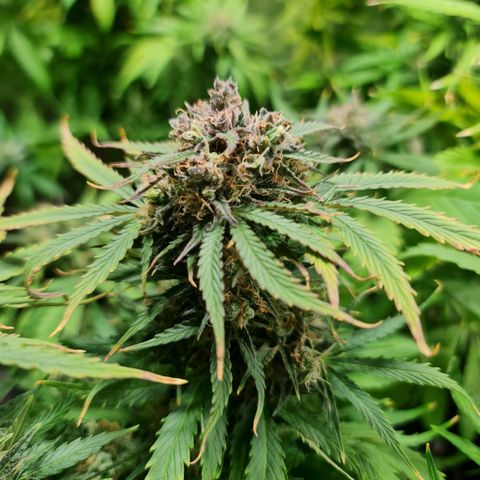 Auto Purple  #1 growlog timeline photo