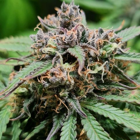 Auto Purple  #1 growlog timeline photo