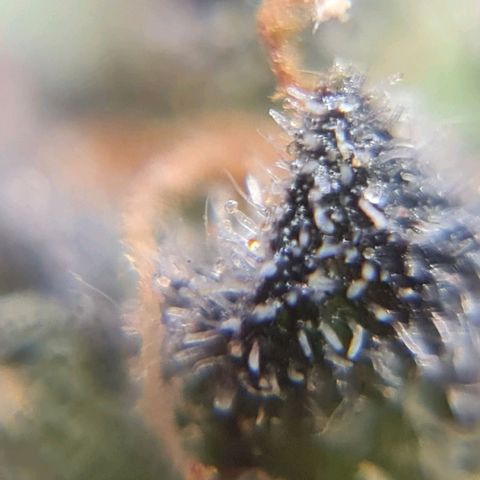 Auto Purple  #1 growlog timeline photo