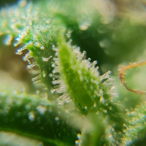 Auto Faraon #2 growlog timeline photo