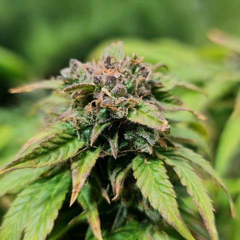 Auto Faraon #2 growlog timeline photo