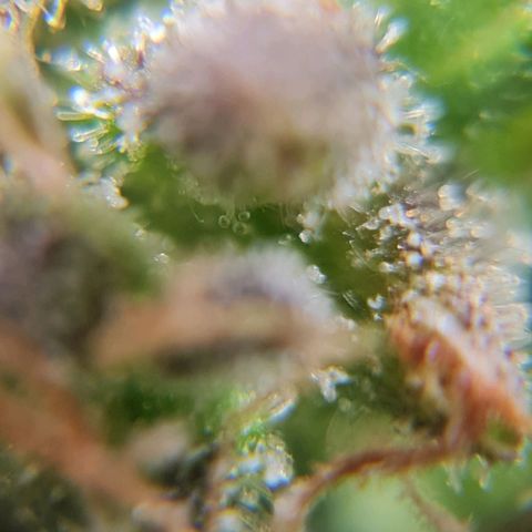 Auto Faraon #2 growlog timeline photo