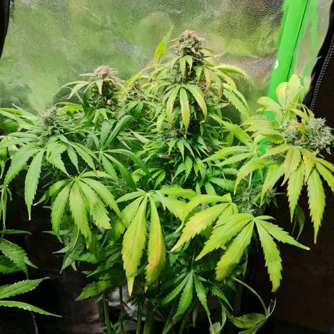 Auto Faraon #2 growlog timeline photo