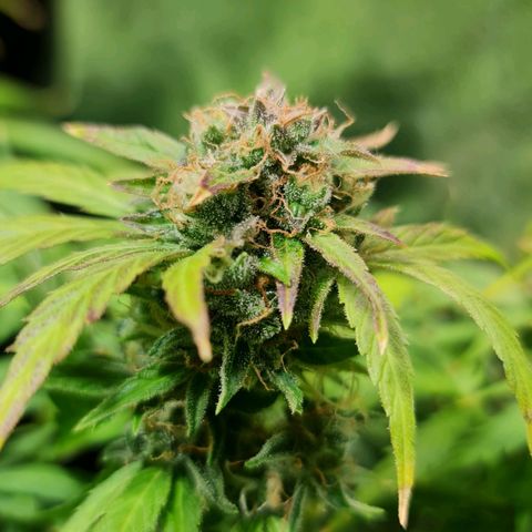 Auto Faraon #2 growlog timeline photo