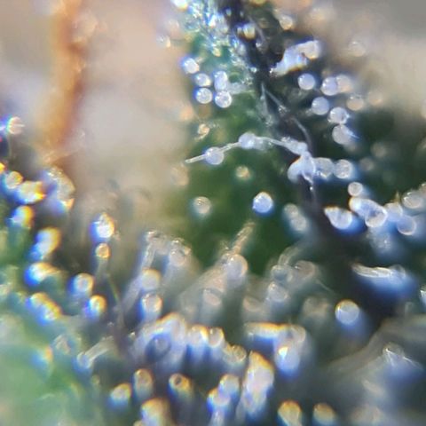 Auto Critical #2 growlog timeline photo