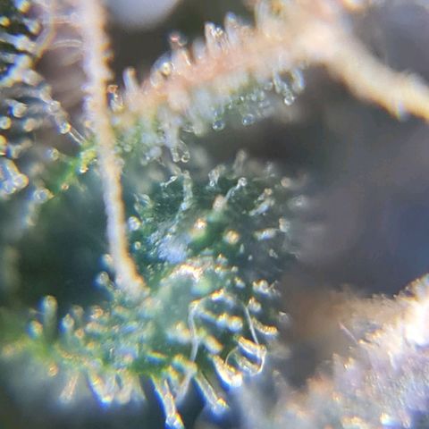 Auto Critical #2 growlog timeline photo