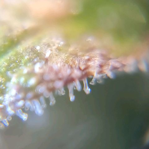 Auto Purple  #2 growlog timeline photo