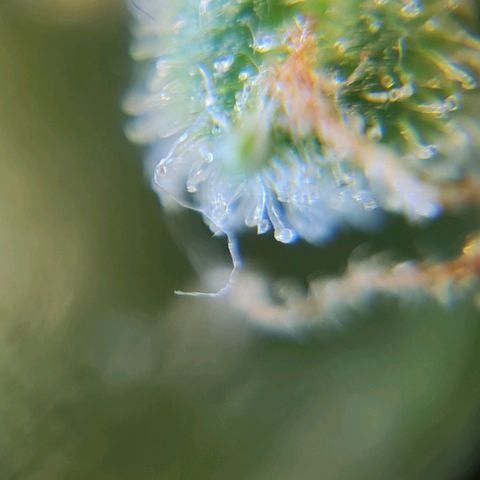 Auto Purple  #2 growlog timeline photo