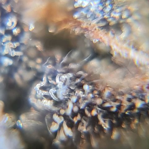 Auto Purple  #1 growlog timeline photo
