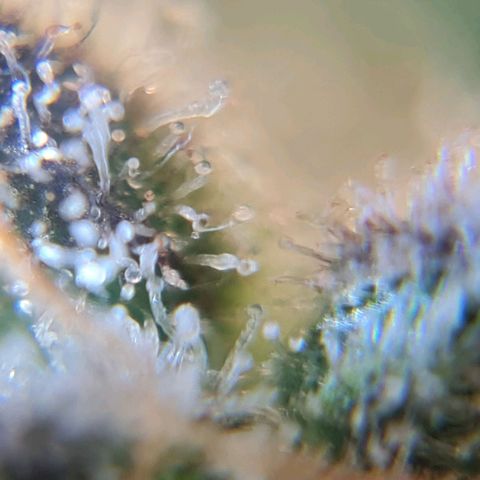 Auto Purple  #1 growlog timeline photo