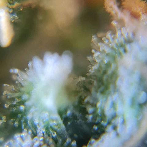 Auto Super Skunk #1 growlog timeline photo