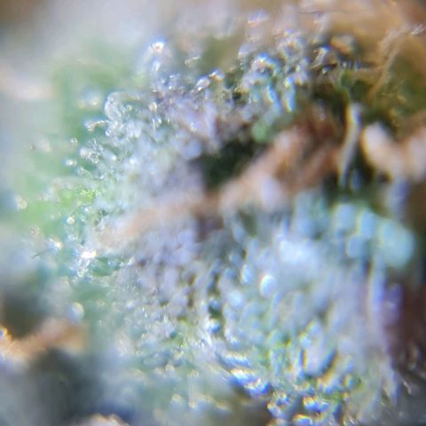 Auto Super Skunk #1 growlog timeline photo