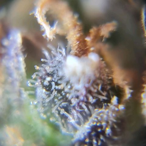 Auto Faraon #2 growlog timeline photo