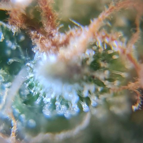 Auto Faraon #2 growlog timeline photo