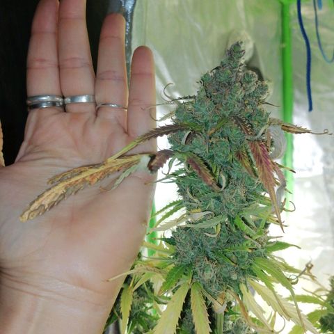 Auto Super Skunk #1 growlog photo: Hojas cocos inferiores totalmente secas