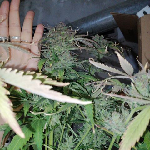 Auto Purple  #1 growlog timeline photo
