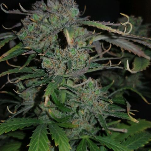 Auto Purple  #1 growlog timeline photo