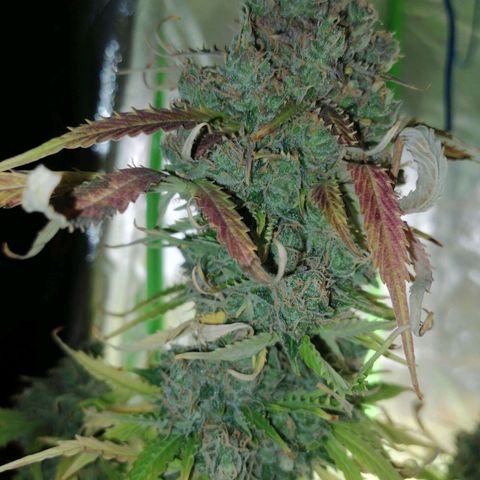 Auto Super Skunk #1 growlog timeline photo