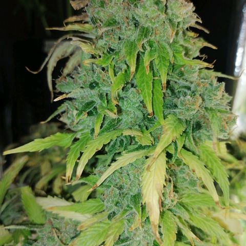 Auto Purple  #2 growlog timeline photo