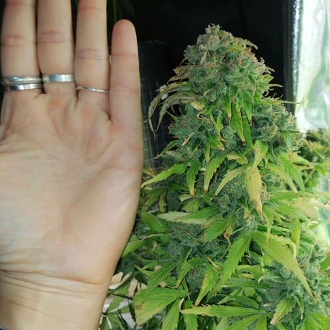 Auto Purple  #2 growlog timeline photo