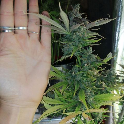 Auto Critical #2 growlog timeline photo