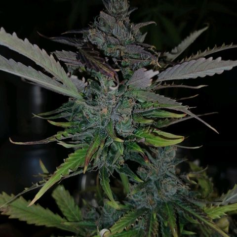 Auto Critical #2 growlog timeline photo