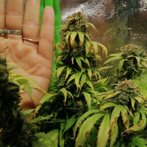 Auto Faraon #2 growlog timeline photo