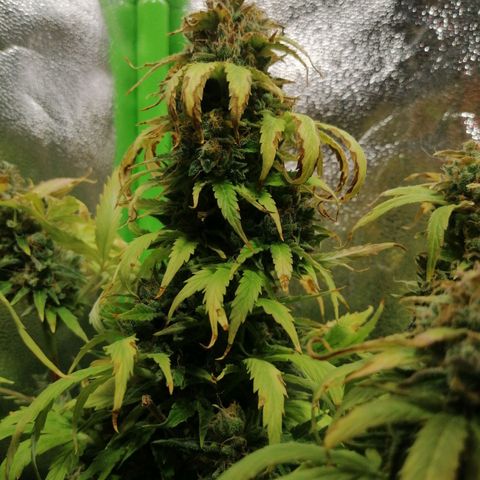 Auto Faraon #2 growlog timeline photo