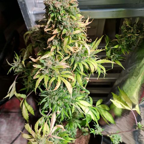 Auto Purple  #2 growlog timeline photo