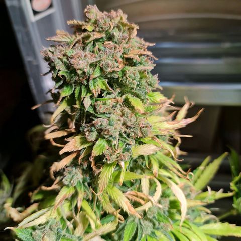 Auto Purple  #2 growlog timeline photo
