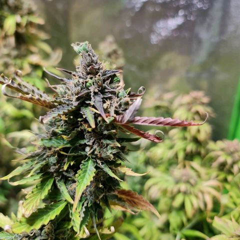 Auto Critical #2 growlog timeline photo