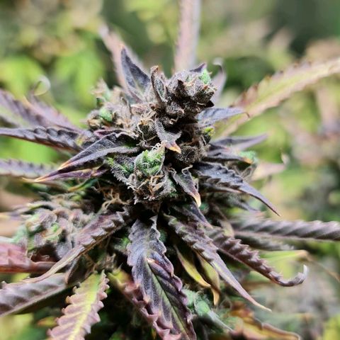 Auto Critical #2 growlog timeline photo