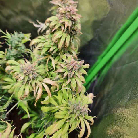 Auto Faraon #2 growlog timeline photo