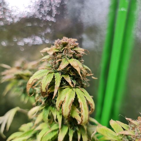 Auto Faraon #2 growlog timeline photo
