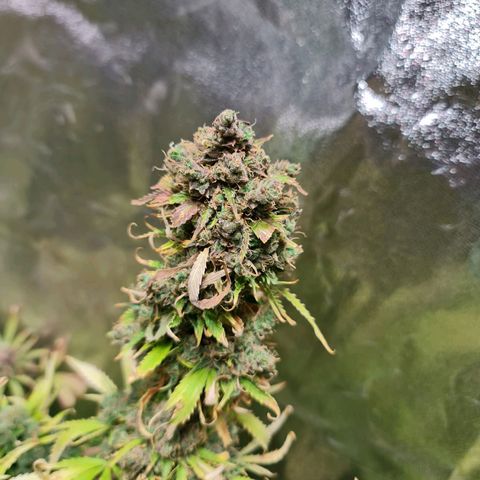 Auto Super Skunk #1 growlog timeline photo
