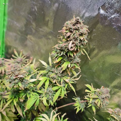 Auto Super Skunk #1 growlog timeline photo