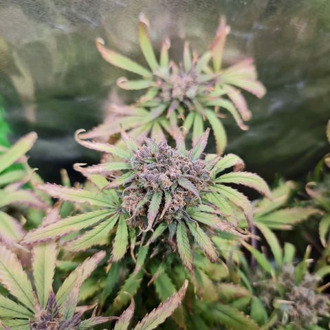 Auto Purple  #1 growlog timeline photo