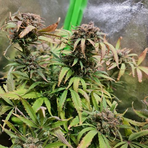 Auto Purple  #1 growlog timeline photo